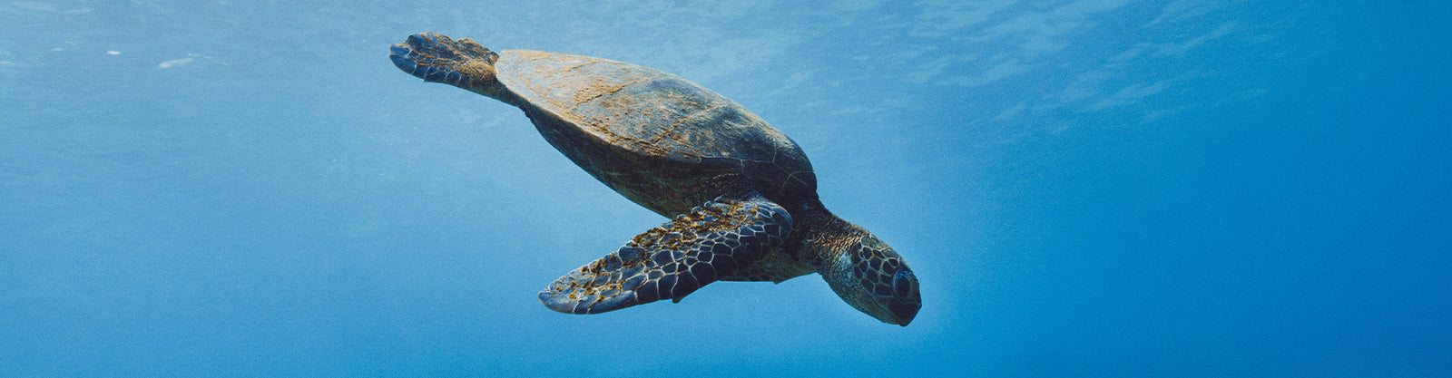 SAVE PH SEAS: A MARINE CONSERVATION IN THE PHILIPPINES