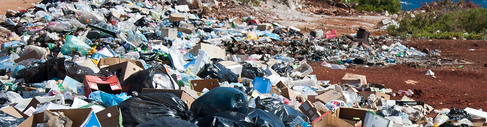 Meet The Plastic Flamingo